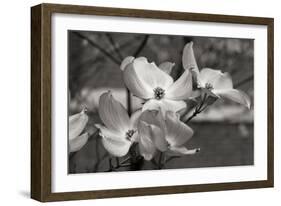 Dogwood Blossoms I BW-Erin Berzel-Framed Photographic Print