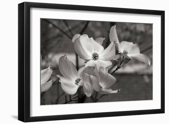 Dogwood Blossoms I BW-Erin Berzel-Framed Photographic Print