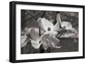 Dogwood Blossoms I BW-Erin Berzel-Framed Photographic Print