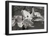 Dogwood Blossoms I BW-Erin Berzel-Framed Photographic Print