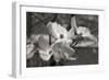 Dogwood Blossoms I BW-Erin Berzel-Framed Photographic Print