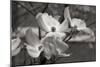 Dogwood Blossoms I BW-Erin Berzel-Mounted Photographic Print