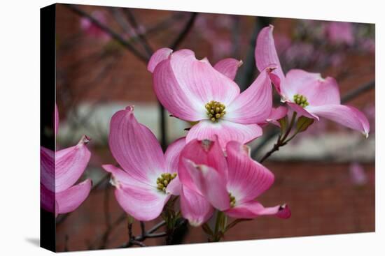 Dogwood Blossoms I-Erin Berzel-Stretched Canvas