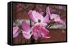 Dogwood Blossoms I-Erin Berzel-Framed Stretched Canvas