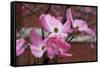 Dogwood Blossoms I-Erin Berzel-Framed Stretched Canvas