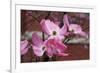 Dogwood Blossoms I-Erin Berzel-Framed Photographic Print