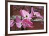 Dogwood Blossoms I-Erin Berzel-Framed Photographic Print