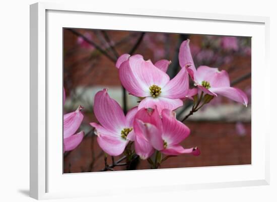 Dogwood Blossoms I-Erin Berzel-Framed Photographic Print