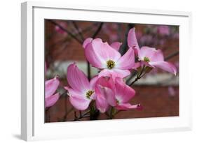 Dogwood Blossoms I-Erin Berzel-Framed Photographic Print