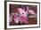 Dogwood Blossoms I-Erin Berzel-Framed Photographic Print