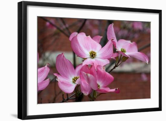 Dogwood Blossoms I-Erin Berzel-Framed Photographic Print