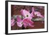 Dogwood Blossoms I-Erin Berzel-Framed Photographic Print