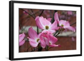 Dogwood Blossoms I-Erin Berzel-Framed Photographic Print