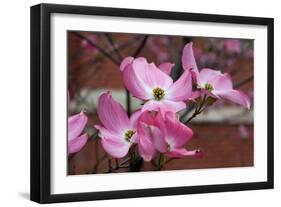 Dogwood Blossoms I-Erin Berzel-Framed Photographic Print