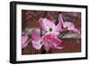 Dogwood Blossoms I-Erin Berzel-Framed Photographic Print