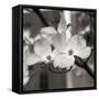 Dogwood Blossoms II BW Sq-Erin Berzel-Framed Stretched Canvas