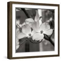 Dogwood Blossoms II BW Sq-Erin Berzel-Framed Photographic Print
