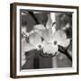 Dogwood Blossoms II BW Sq-Erin Berzel-Framed Photographic Print