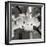 Dogwood Blossoms II BW Sq-Erin Berzel-Framed Photographic Print