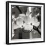 Dogwood Blossoms II BW Sq-Erin Berzel-Framed Photographic Print