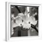 Dogwood Blossoms II BW Sq-Erin Berzel-Framed Photographic Print