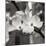 Dogwood Blossoms II BW Sq-Erin Berzel-Mounted Photographic Print