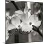 Dogwood Blossoms II BW Sq-Erin Berzel-Mounted Photographic Print