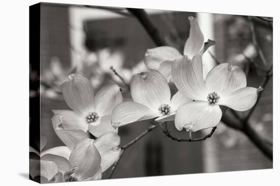 Dogwood Blossoms II BW-Erin Berzel-Stretched Canvas