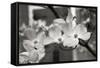 Dogwood Blossoms II BW-Erin Berzel-Framed Stretched Canvas