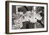 Dogwood Blossoms II BW-Erin Berzel-Framed Photographic Print