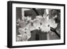 Dogwood Blossoms II BW-Erin Berzel-Framed Photographic Print