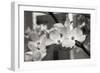 Dogwood Blossoms II BW-Erin Berzel-Framed Photographic Print