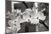 Dogwood Blossoms II BW-Erin Berzel-Mounted Photographic Print