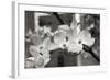 Dogwood Blossoms II BW-Erin Berzel-Framed Photographic Print