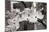 Dogwood Blossoms II BW-Erin Berzel-Mounted Photographic Print