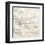 Dogwood Blossoms II Gray-James Wiens-Framed Art Print