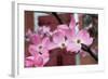 Dogwood Blossoms II-Erin Berzel-Framed Photographic Print