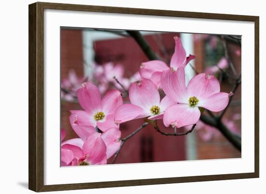 Dogwood Blossoms II-Erin Berzel-Framed Photographic Print