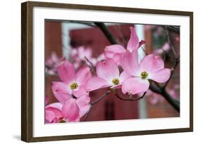 Dogwood Blossoms II-Erin Berzel-Framed Photographic Print