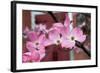 Dogwood Blossoms II-Erin Berzel-Framed Photographic Print