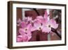 Dogwood Blossoms II-Erin Berzel-Framed Photographic Print