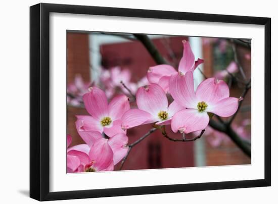 Dogwood Blossoms II-Erin Berzel-Framed Photographic Print