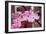 Dogwood Blossoms II-Erin Berzel-Framed Photographic Print