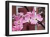 Dogwood Blossoms II-Erin Berzel-Framed Photographic Print