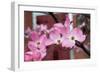 Dogwood Blossoms II-Erin Berzel-Framed Photographic Print