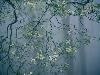 Dogwood Blossoms in a Foggy Forest-Raymond Gehman-Stretched Canvas