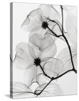 Dogwood Blossoms Positive-Steven N^ Meyers-Stretched Canvas