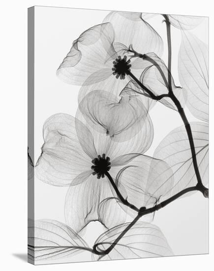 Dogwood Blossoms Positive-Steven N^ Meyers-Stretched Canvas