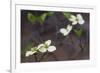 Dogwood Blossoms, Yosemite National Park, California, Usa-Rainer Mirau-Framed Photographic Print