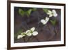 Dogwood Blossoms, Yosemite National Park, California, Usa-Rainer Mirau-Framed Photographic Print